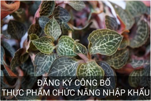 Dịch vụ đăng ký công bố thực phẩm chức năng nhập khẩu