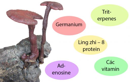 Thành phần hoạt tính trong nấm lim xanh