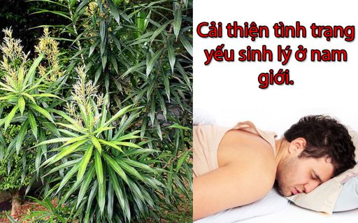 Ứng dụng chính trong thực tế của cây sâm cau