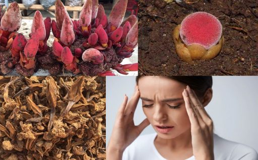 Công dụng Nấm ngọc cẩu