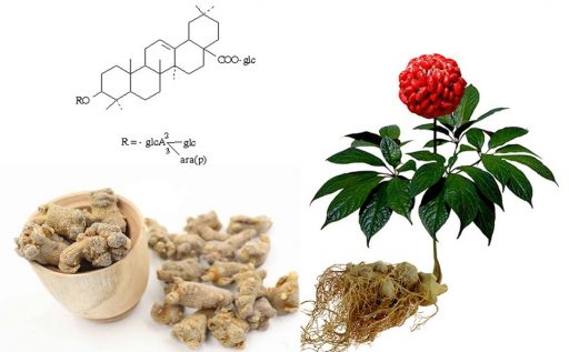 Thành phần củ tam thất