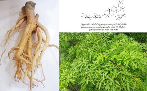 Thành phần của cây đinh lăng