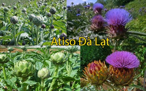 Atiso Đà Lạt