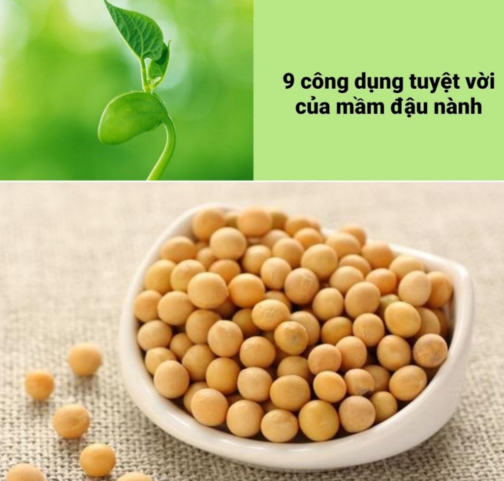 mầm đậu nành
