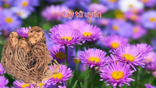 Cây tử uyển