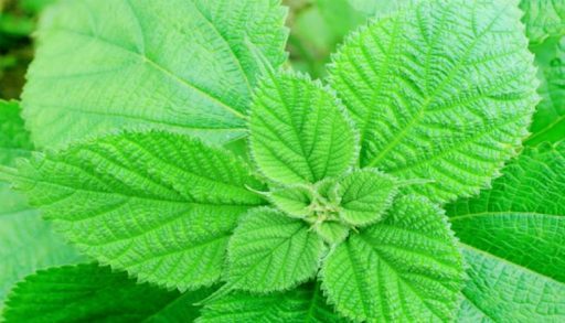 Lá gai có tác dụng gì?