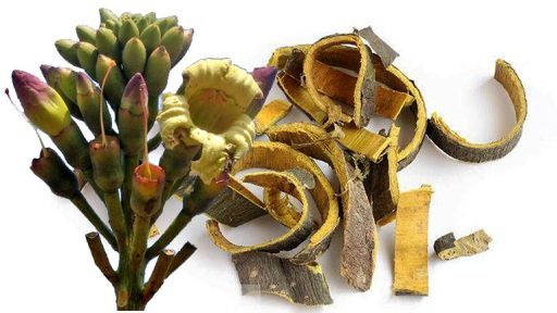 Cây lúc lắc chữa bệnh gì?