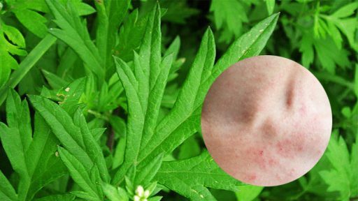 Cây ngải dại có tác dụng gì?