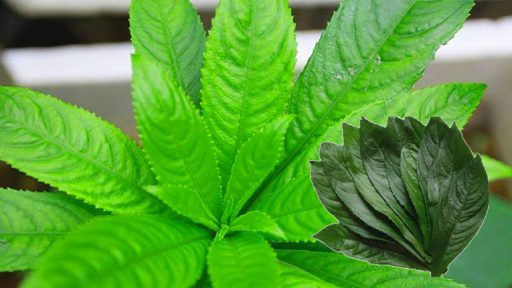 Cây xương sông chữa bệnh gì?