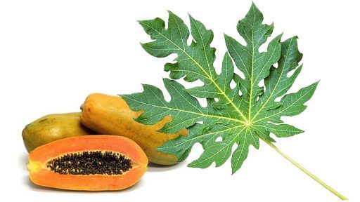 Lá đu đủ có tác dụng gì?