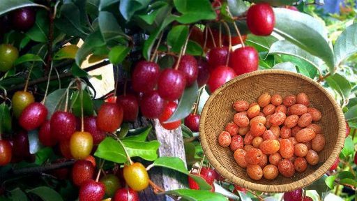 Quả nhót có tác dụng gì?