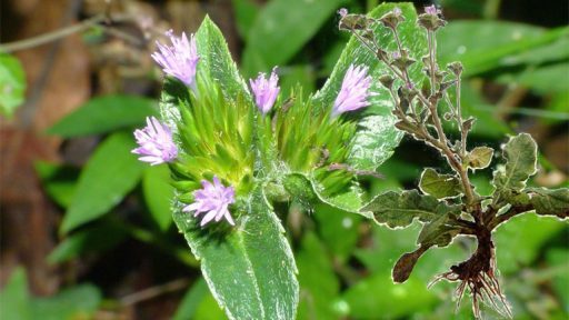 Cây chỉ thiên chữa bệnh gì?