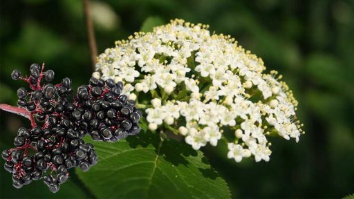 Cây thuốc mọi trị bệnh gì?