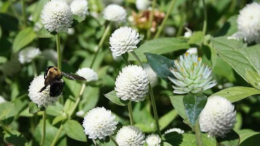 Cây ngày đất trị bệnh gì?