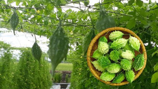 Khổ qua rừng có tác dụng gì?