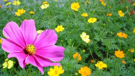 cây nhái trị bệnh gì?