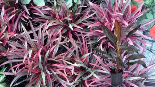 Cây huyết dụ có tác dụng gì?