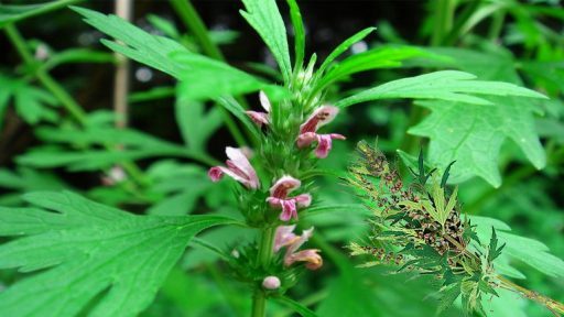 Cây ích mẫu có tác dụng gì?