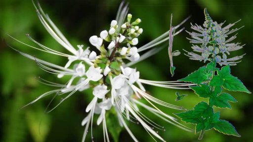 Cây râu mèo có tác dụng gì?