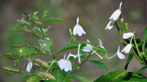 Bạch hạc có tác dụng gì?