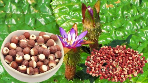 Khiếm thực có tác dụng gì?