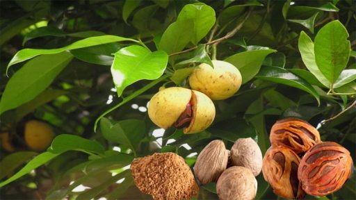 Nhục đậu khấu có tác dụng gì