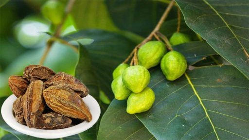 Quả chiêu liêu có tác dụng gì