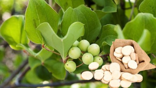 Tỳ giải có tác dụng gì?