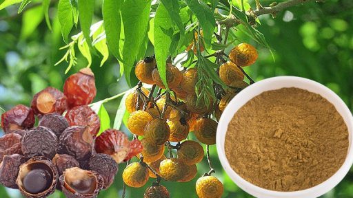 quả bồ hòn có tác dụng gì?