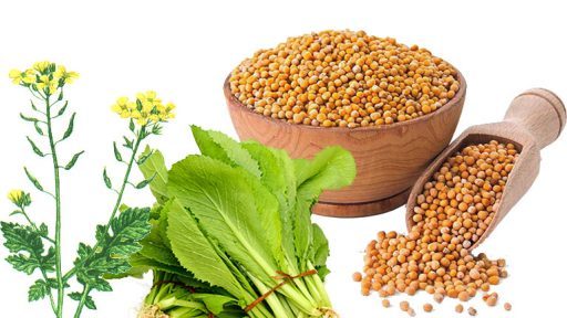 Bạch giới tử có tác dụng gì?