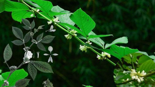 Cây ba chẽ có tác dụng gì?