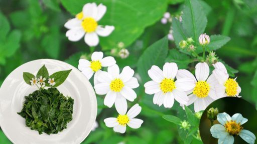 Cây đơn buốt trị bệnh gì?