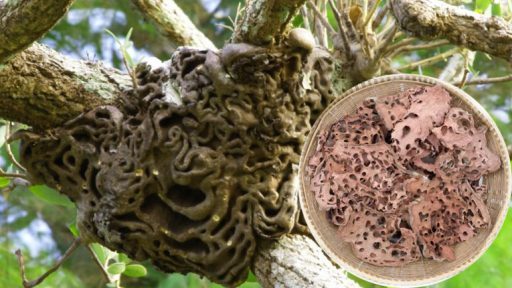 Bí kỳ nam có tác dụng gì?