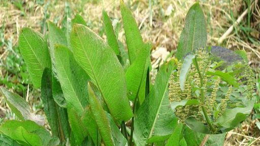 Cây chít là cây gì?