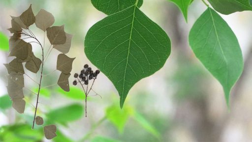 Cây sòi là cây gì?