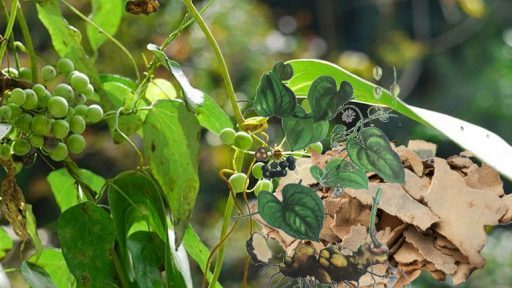 Củ khúc khắc có tác dụng gì?