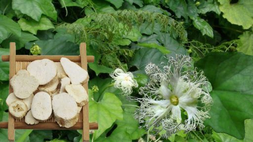 Cây thiên hoa phấn có tác dụng gì?