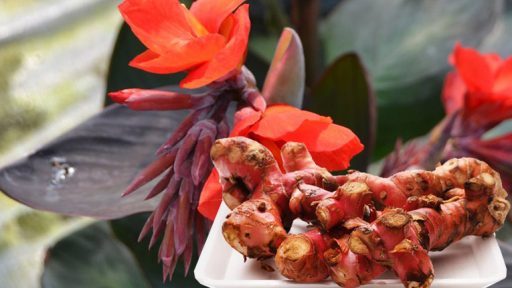 Cây dong riềng đỏ có tác dụng gì?