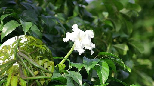 Cây quao trị bệnh gì?