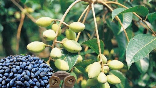 Quả trám có tác dụng gì?