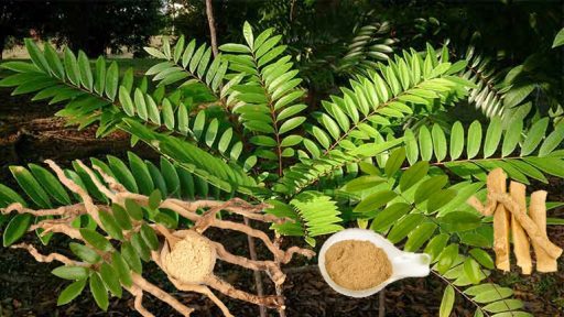 Cây bách bệnh có tác dụng gì?