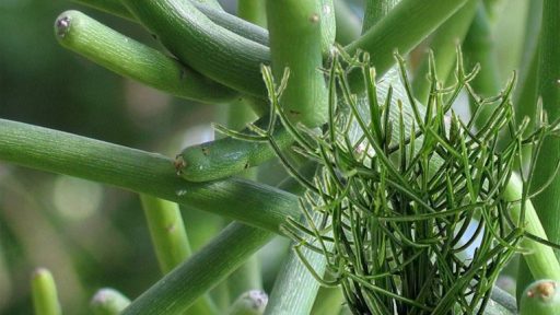 Cây xương khô trị bệnh gì?