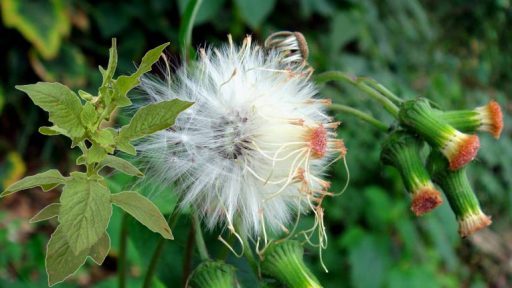 Cây kim thất tai chữa bệnh gì?