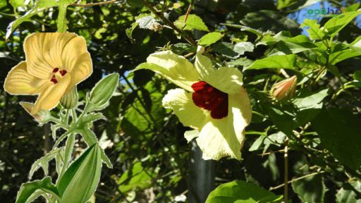 Cây vông vang chữa bệnh gì?