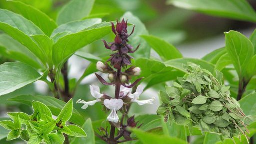 Rau húng quế có tác dụng gì?