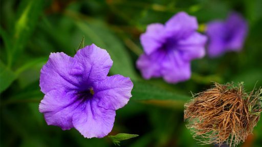 Cây nổ trị bệnh gì?