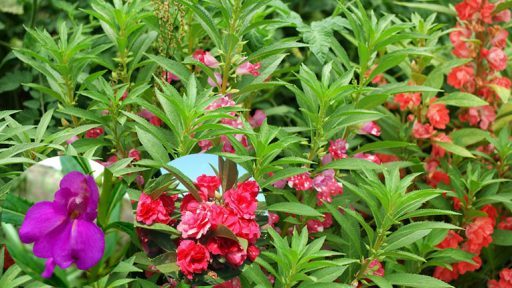 Hoa bóng nước có tác dụng gì?