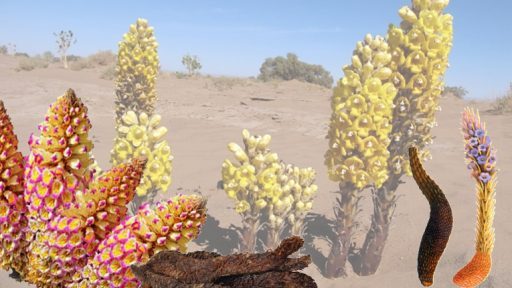 Nhục thung dung chữa bệnh gì?