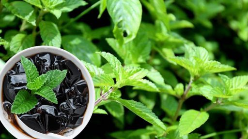 Cây thạch đen có tác dụng gì?